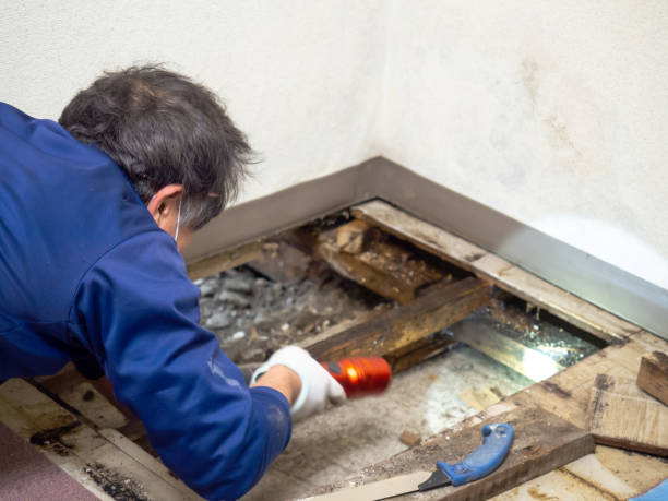 Seminole Manor, FL Mold Removal Company
