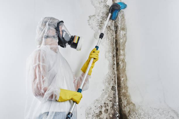Best Toxic Mold Removal  in Seminole Manor, FL