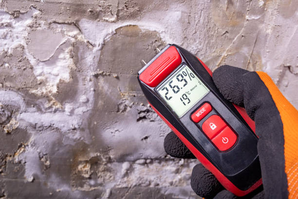 Best Residential Mold Removal  in Seminole Manor, FL