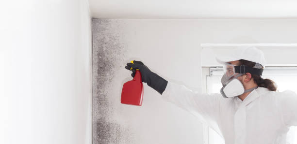 Best Emergency Mold Removal  in Seminole Manor, FL