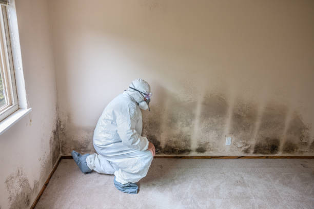 Home Mold Removal in Seminole Manor, FL